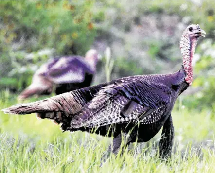  ?? Staff file photo ?? Turkey seasons are conducted in 178 of Texas’ 254 counties, and there is plenty to be optimistic about on the Rio Grande range.