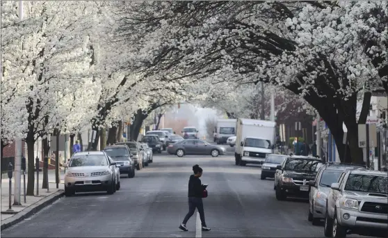  ?? BEN HASTY — READING EAGLE ?? A canopy of blooming trees covers North 10th Street in Reading in this file photo. The flowers may look pretty, but for some they signal the arrival of seasonal allergies.