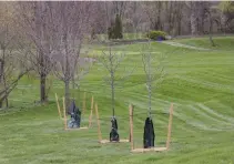  ?? JULIE JOCSAK ST. CATHARINES STANDARD ?? Young trees have the added protection of a coir mat at Garden City Golf Course. St. Catharines is piloting a coir mat program this spring for newly planted young trees.