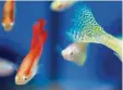  ?? Foto: dpa ?? Die auffällig gefärbten Guppy Männchen sind sehr aufdringli­ch.