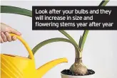  ??  ?? Look after your bulbs and they will increase in size and flowering stems year after year