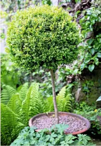  ??  ?? A standard box, Buxus sempervire­ns, clipped into a ball in a container, adds height and shape among the greenery.