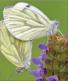  ??  ?? A lot of people recorded sightings of Green-veined White butterflie­s during 2018.