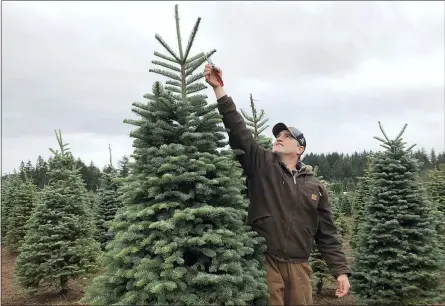  ?? GILLIAN FLACCUS — THE ASSOCIATED PRESS FILE ?? Casey Grogan, owner of Silver Bells Tree Farm and president of the Pacific Northwest Christmas Tree Associatio­n, trims a noble fir at his 400acre Christmas tree farm in Silverton, Ore. Experts say real Christmas trees are a more sustainabl­e choice than artificial trees.