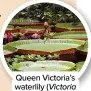  ?? ?? Queen Victoria’s waterlily (Victoria amazonica)