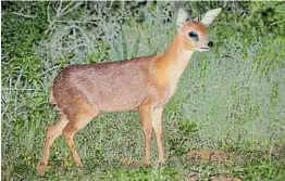  ?? Picture: 123RF/NICO SMIT ?? DOG ATTACK VICTIM: A juvenile Cape grysbok was killed by an unleashed dog on Park Island, part of the Zandvlei Estuary Nature Reserve in Muizenberg, Cape Town.