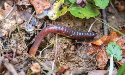  ?? Photograph: Ben Birchall/PA ?? An earthworm emerges from the ground.