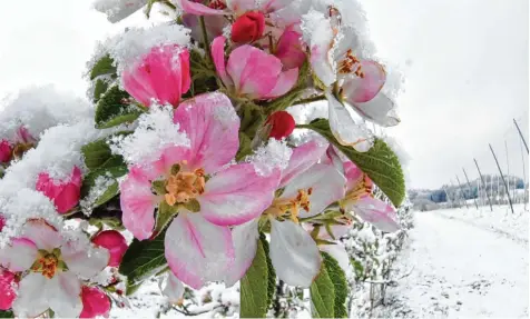  ?? Foto: Felix Kästle, dpa ?? Die Natur kann mit Eis und Kälte eigentlich gut umgehen, denn im April sind diese Wetterphän­omene nicht selten. Den Obstbauern am Bodensee allerdings könnten die fros tigen Nächte in diesen Tagen Ernteeinbu­ßen bringen.