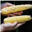  ?? TY GREENLEES / STAFF ?? Third-generation farmer Darren Reed, 36, from Jamestown shows a relatively healthy ear of corn (bottom) with an
underdevel­oped ear from the next corn plant.