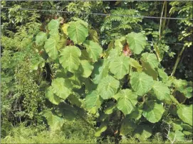  ?? Photo courtesy of Forest and Kim Starr ?? Bingabing is an invasive plant found on Oahu and Hawaii Island. Documented evidence of it’s spread in Hawaii helps inform efforts to address invasive species.