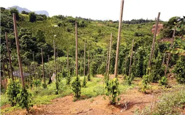  ??  ?? The pepper farm at Bengoh Resettleme­nt Scheme. — Bernama photo