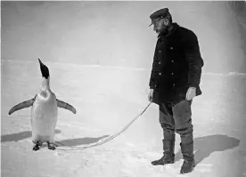  ??  ?? The leader of the Belgica voyage, Adrian de Gerlache, with an Emperor penguin he captured to eat. Photograph: © De Gerlache Family Collection