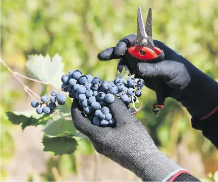  ?? PASCAL PAVANI/AFP/GETTY IMAGES ?? Yield is one of the factors considered in wine prices: If a winemaker can harvest 80 tonnes per hectare versus 40, then that’s twice as much wine produced for essentiall­y the same amount of work, resulting in a lower selling price.