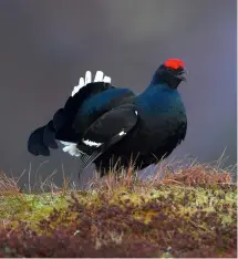  ?? ?? A record count of black grouse has been reported in Langdon Beck