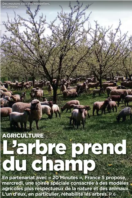  ??  ?? Des moutons sous des mirabellie­rs, en Lorraine.