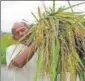  ?? AP FILE ?? The pilot project on ‘precision agricultur­e’ will look to improving crop yields through lastminute solutions.