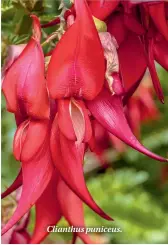  ??  ?? Clianthus puniceus.