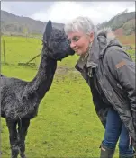  ??  ?? Sweet nothings between Ann-Jane Maconochie and this friendly Alpaca.