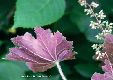  ??  ?? Heuchera ‘Bronze Beauty’.