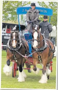  ?? PHOTO: CAROL STEVENS FOR SHIRE HORSE SOCIETY ?? A magnificen­t turnout of Shire horses.