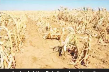  ?? ?? A maize plantation affected by prolonged dry spells.