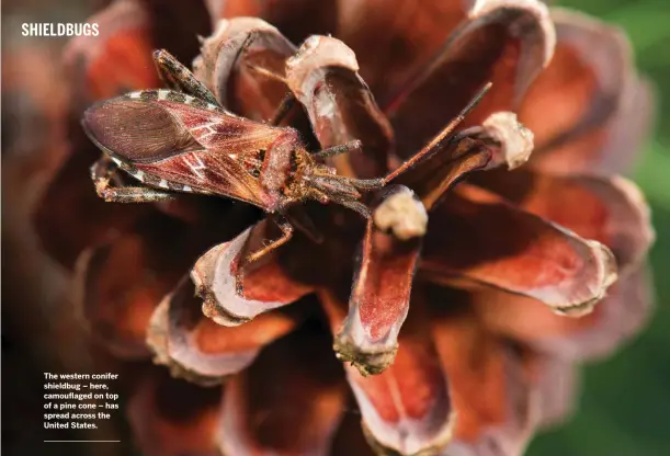  ??  ?? The western conifer shieldbug – here, camouflage­d on top of a pine cone – has spread across the United States.