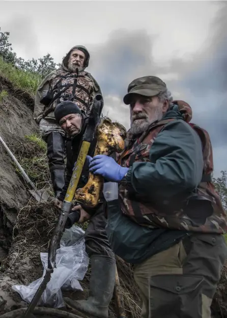  ??  ?? UTGRäVNING. Från vänster Nikita Zimov, Sergej Zimov, Jevgenij Potapov och Sergej Davidov har grävt fram ett framben av en bisonoxe i strandbank­en utanför Tjerskij. Skelettet kan vara mellan 20 000 och 100 000 år gammal. Tyvärr visade det sig att...