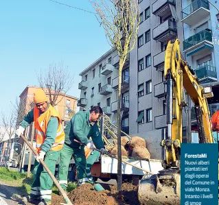  ??  ?? ForestaMi Nuovi alberi piantati ieri dagli operai del Comune in viale Monza. Intanto i livelli di smog restano alti: i valori di Pm10 doppiano la soglia d’allarme