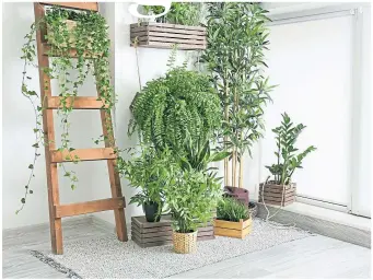  ?? ?? There are many simple ways to help your houseplant­s cope with winter