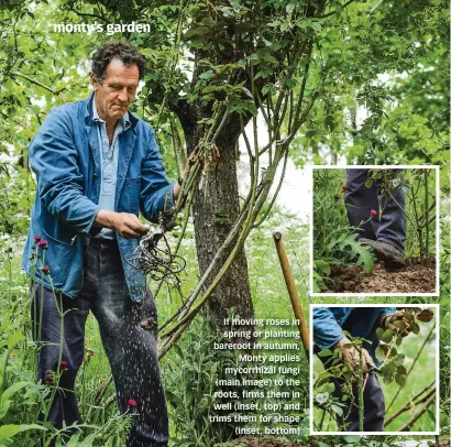  ??  ?? If moving roses in spring or planting bareroot in autumn, Monty applies mycorrhiza­l fungi (main image) to the roots, firms them in well (inset, top) and trims them for shape (inset, bottom)