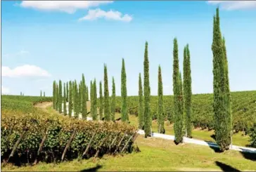  ?? SUSAN WRIGHT/THE NEW YORK TIMES ?? The entry drive to Stefano Amerighi biodynamic winery near Cortona, in the Tuscany region of Italy, on October 17, 2016.