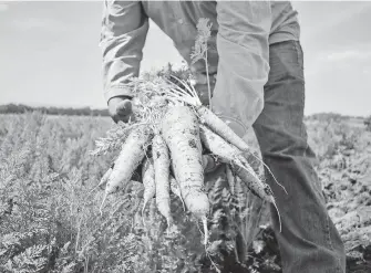  ?? /CORTESÍA GOBIERNO ?? La zanahoria es uno de los productos más cultivados a nivel mundia