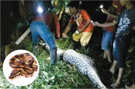  ?? PHOTOS AFP ET FOTOLIA ?? Le corps de Wa Tiba a été retrouvé, hier, dans le ventre de ce python géant après que le serpent a été capturé par des villageois près de l’endroit où elle avait disparu. En mortaise un python du même type que celui tué.