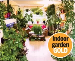  ??  ?? Escape: Corinne Tokley-Packer says her 150 houseplant­s provide a sense of peace at her home in Tilbury, Essex Indoor garden GOLD