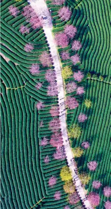  ?? LI YISHUANG / XINHUA ?? Feb 27 — An aerial photo of tea plantation­s and cherry blossoms in Longyan, Fujian province.