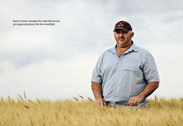  ??  ?? Danie Carstens manages the crops that are not yet organicall­y grown, like this wheatfield.