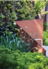  ??  ?? Clockwise from top left
1 White Allium nigrum, backed by a Corten steel screen, rises out of mounds of Pinus mugo and Pittosporu­m tobira;