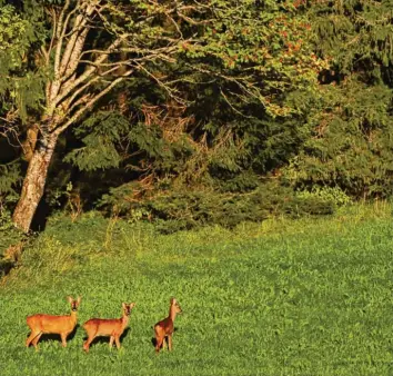  ?? Foto: Karl-Josef Hildenbran­d, dpa ?? Bis zum Abschuss führen Wildtiere wie Rehe ein artgerecht­es Leben. In Zeiten von Massentier­haltung und Schlachtho­fskandalen interessie­ren sich immer mehr Verbrauche­r für Wildbret aus heimischen Wäldern.