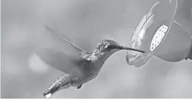  ?? COURTESY OF THE UNIVERSITY OF MD EXTENSION - WASHINGTON COUNTY ?? A ruby-throated hummingbir­d visits a local feeder.