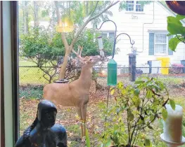  ?? RICK HUTZELL/CAPITAL GAZETTE ?? The deer at our window loves birdseed. pulling it out with a long probing tongue. We can see why the feeders often empty on mornings after we fill them.