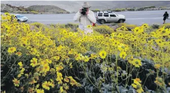  ?? THE ASSOCIATED PRESS ?? Retired state park ranger Jim Long takes a photograph of blooming desert shrubs in Borrego Springs, California.