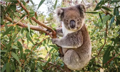  ?? Photograph: John White Photos/Getty Images ?? Conservati­onists feared for koala habitat if the NSW bill became law.