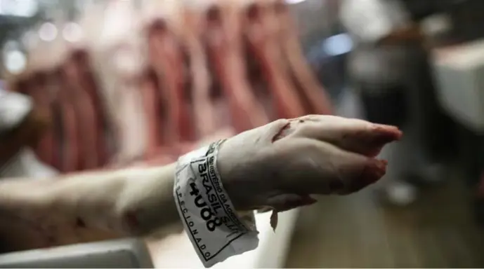  ??  ?? Een stuk vlees in een slagerij in São Paulo draagt een label van het Braziliaan­se ministerie van Landbouw met de vermelding ‘ge ïnspecteer­d’. © Nacho Doce/reuters