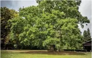  ??  ?? From little acorns: Gilwell Oak in Epping