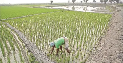  ??  ?? GAUHATI: In this Feb. 1, 2017 file photo, an Indian farmer works in his paddy field in Roja Mayong village. — AP