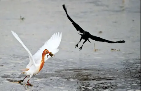  ?? AFP ?? CROAKED: A crane carries a frog in its beak as a crow tries to steal it in Phafamau village near Allahabad on Tuesday.