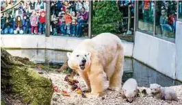  ??  ?? Eisbären haben im Zoogehege häufig nicht genug Platz. In der Wildnis bringen diese Tiere täglich bis zu  Kilometer hinter sich. Foto: Marc Müller, dpa