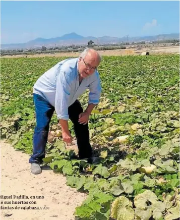  ?? // ABC ?? Miguel Padilla, en uno de sus huertos con plantas de calabaza