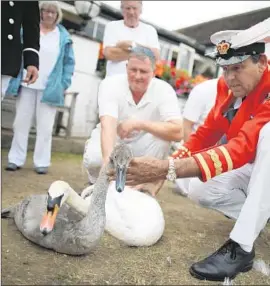  ?? Peter Macdiarmid
Getty Images ?? ON THE RIVER THAMES, Her Majesty’s Swan Marker David Barber, right, examines a swan and a cygnet. The census also serves as a health checkup.