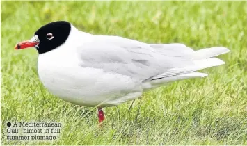  ??  ?? ● A Mediterran­ean Gull - almost in full summer plumage -